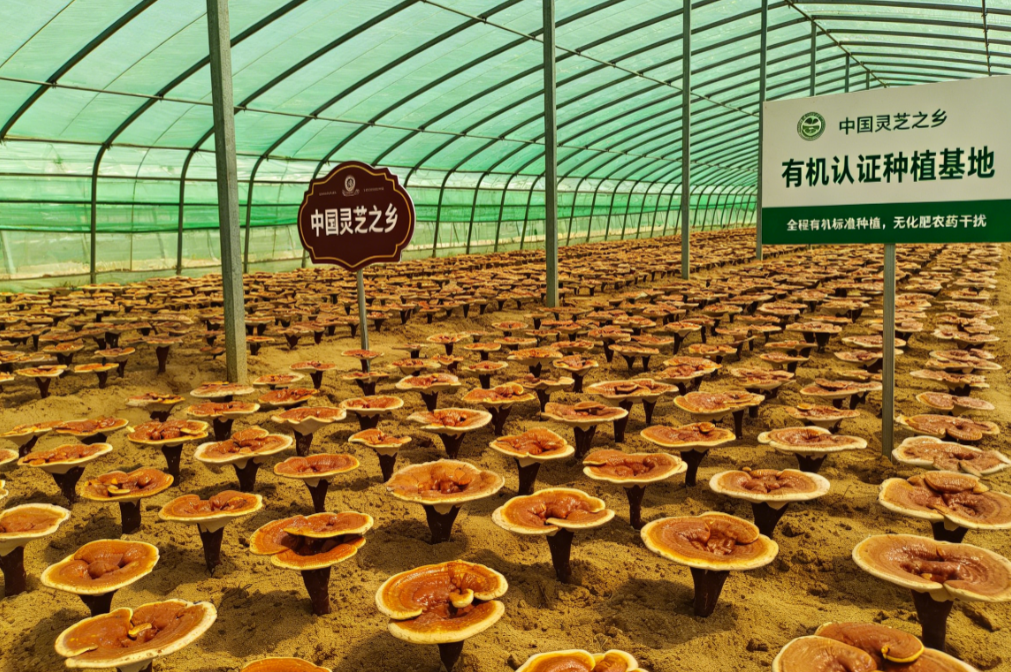 赤大师有机破壁灵芝孢子粉:从冠县沃土到冠军之选,以有机高活三萜重新定义免疫养护新标准